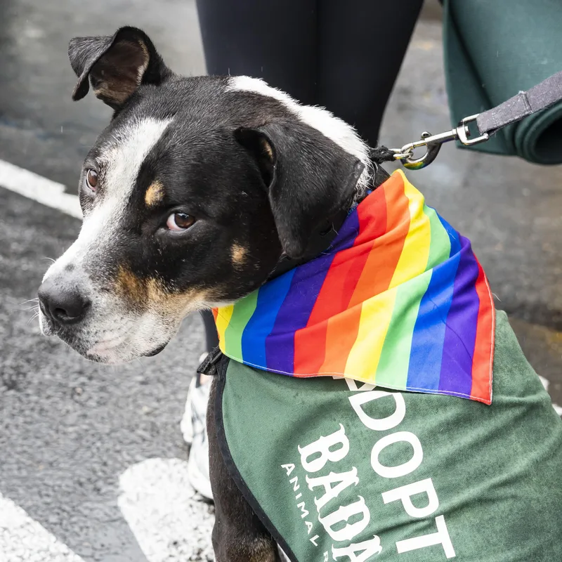 Bob Dylan thumbnail 2