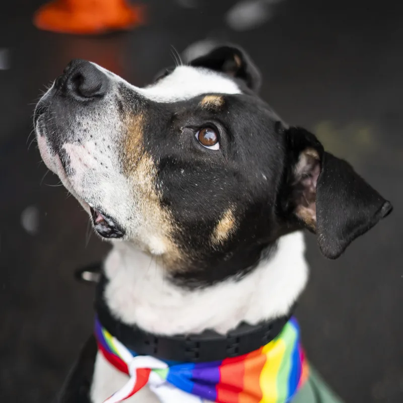 Bob Dylan thumbnail 4