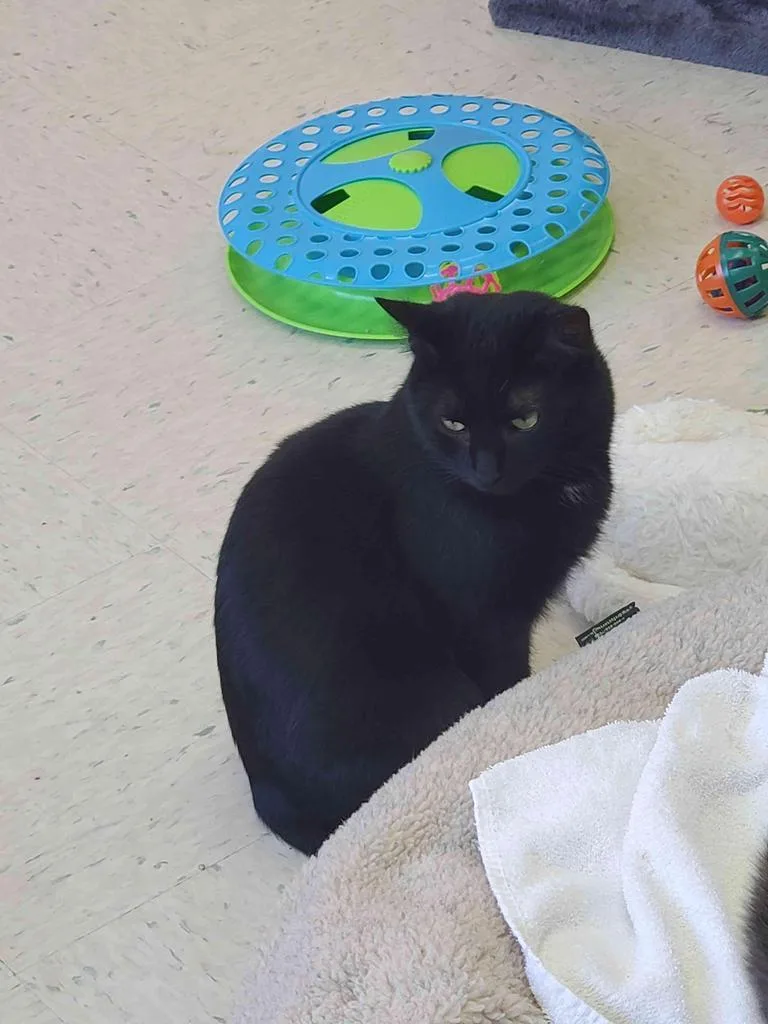 An adult medium-sized female Domestic Short Hair cat named Augustine for adoption in Jim Thorpe, PA