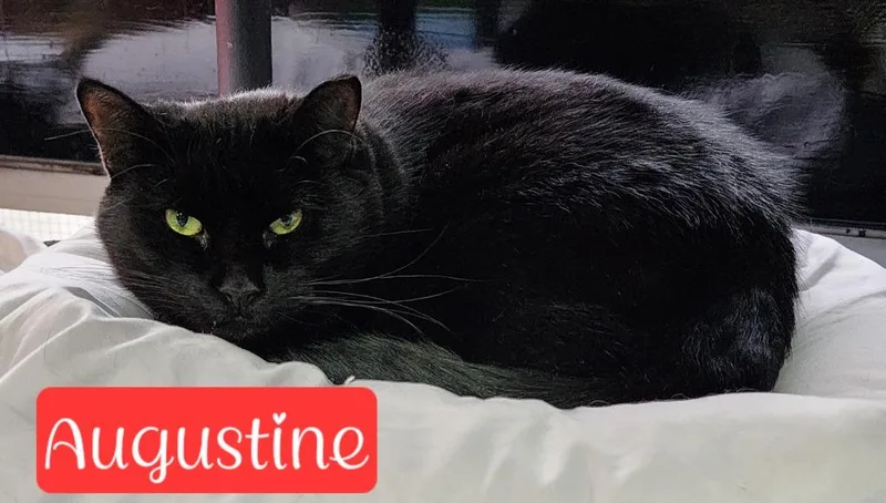 Augustine thumbnail 3