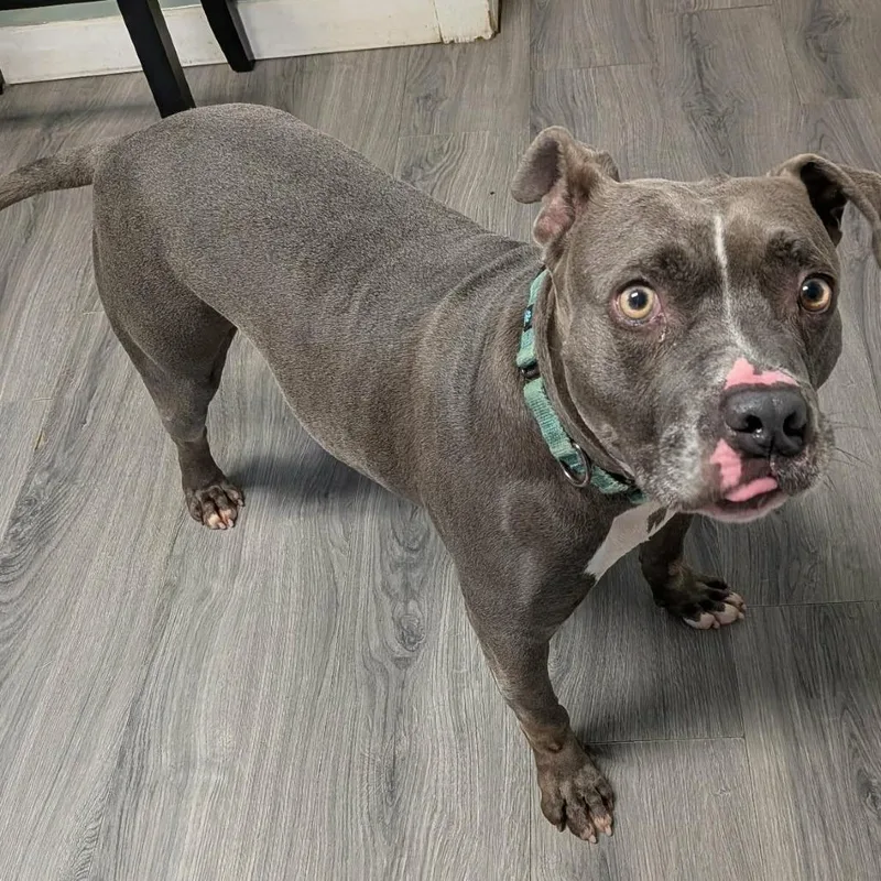 An adult medium-sized male Pit Bull Terrier dog named Micah for adoption in Greenville, PA