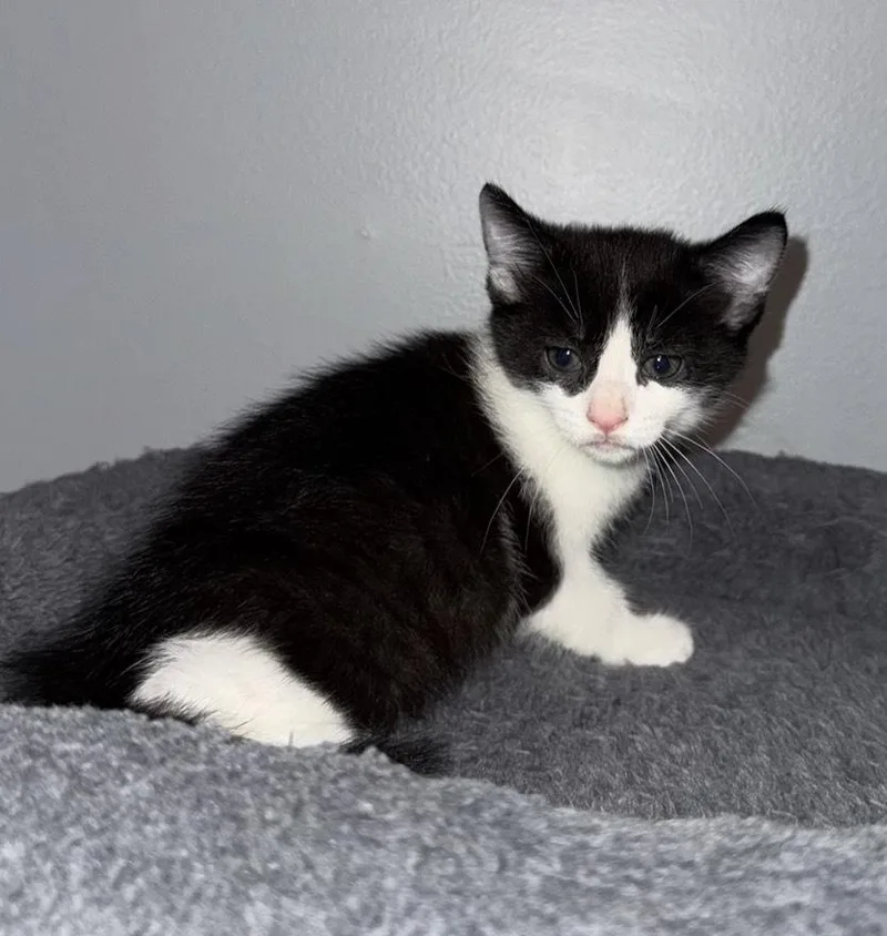 A baby small-sized female Black & White / Tuxedo Domestic Short Hair cat named Dottie for adoption in Poplar Grove, IL