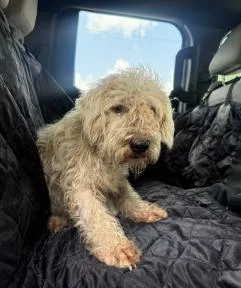 A young medium-sized male White / Cream Wheaten Terrier dog named Sundae for adoption in Boulder, CO