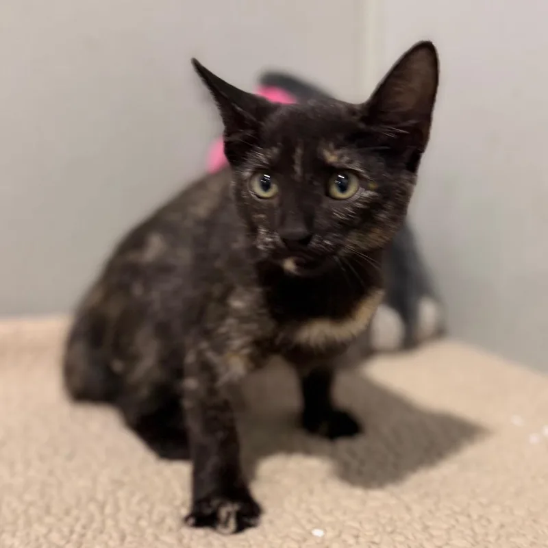 A baby small-sized female Black Domestic Short Hair cat named Russia for adoption in Tampa, FL