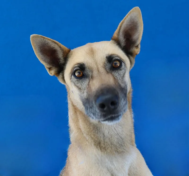 An adult medium-sized female Shepherd dog named Kimberly for adoption in Pasadena, CA