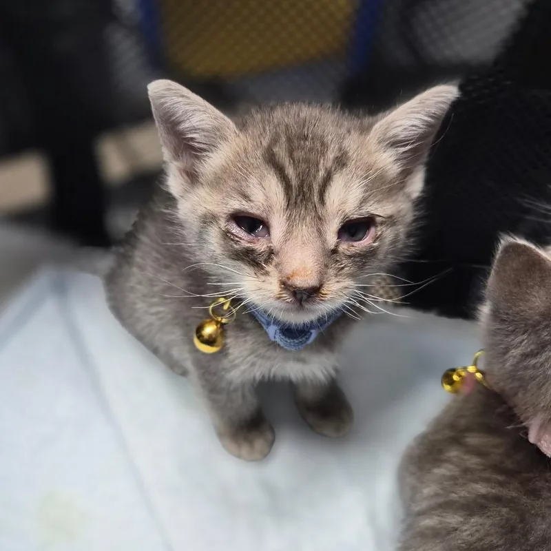 A baby small-sized male Domestic Short Hair cat named Mars for adoption in Wahiawa, HI