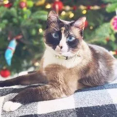 A senior large-sized female Brown / Chocolate Snowshoe cat named Bluebell for adoption in Sarasota, FL