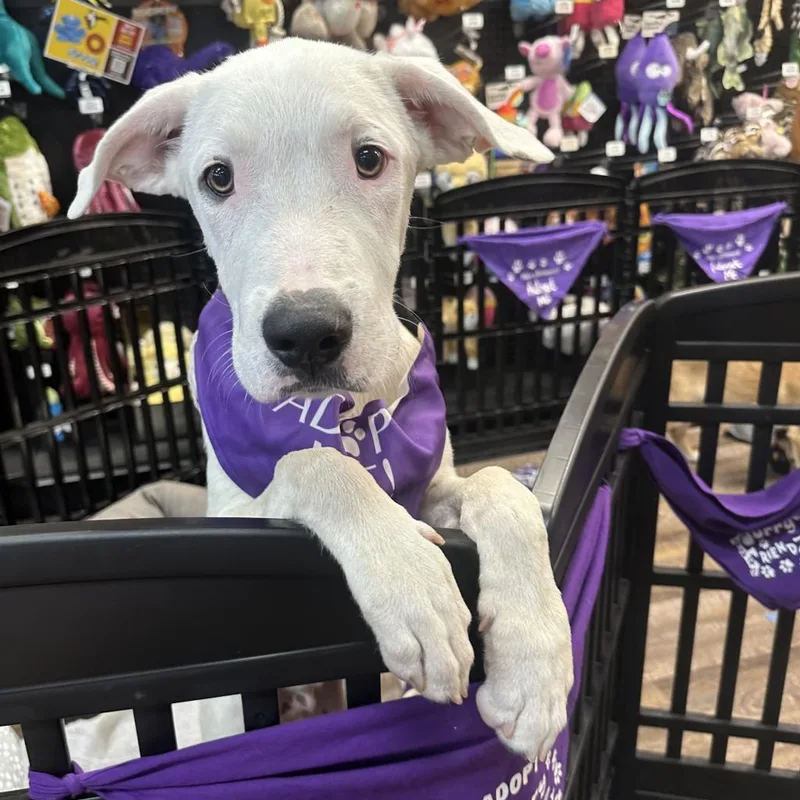 Sigfried thumbnail 2