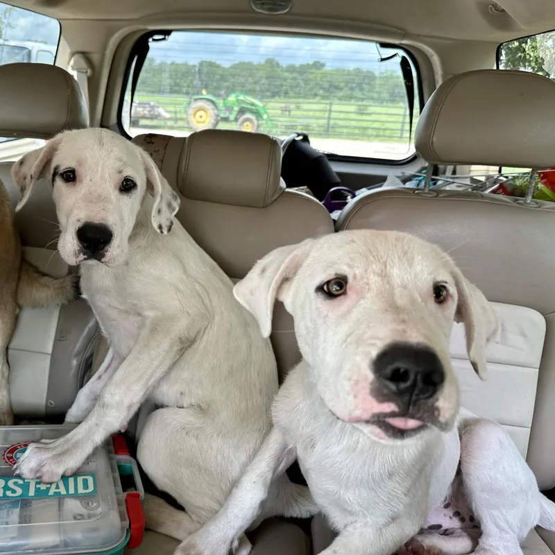 Sigfried thumbnail 3