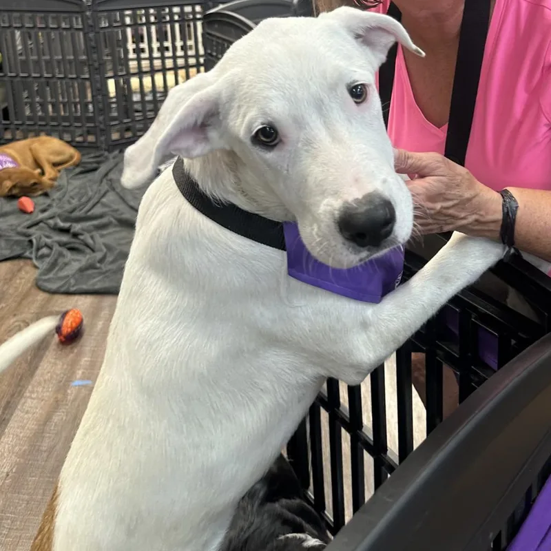 Sigfried thumbnail 4