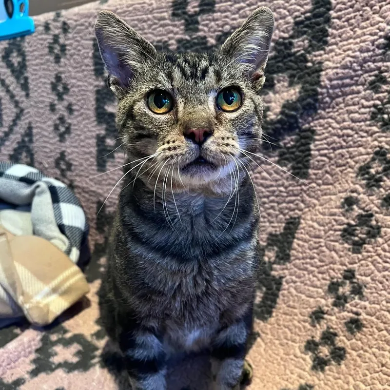 An adult medium-sized male Brown / Chocolate Domestic Short Hair cat named Hershey for adoption in Arlington Heights, IL