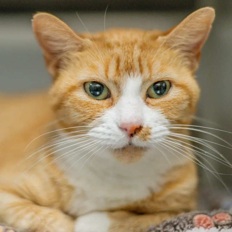 An adult small-sized female Tabby cat named Marmalade for adoption in Hilton Head Island, SC