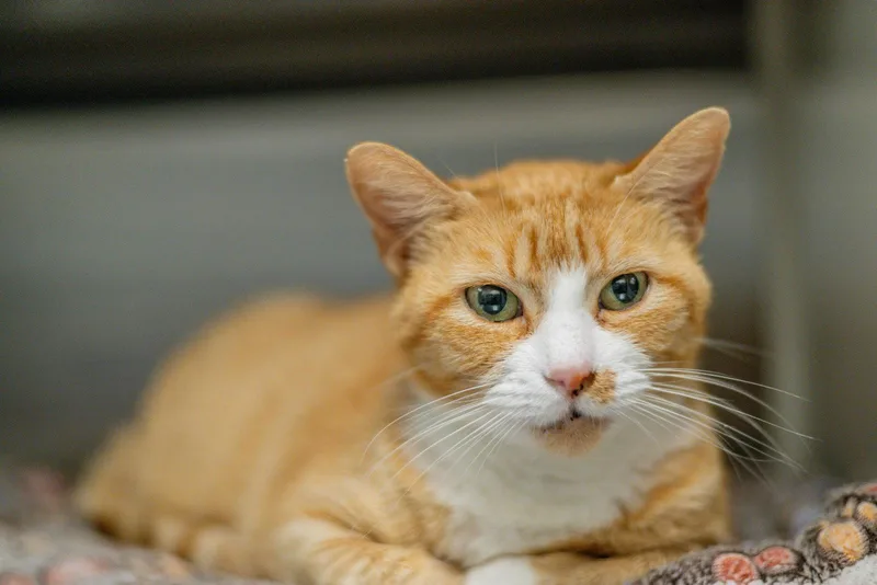 Marmalade thumbnail 2