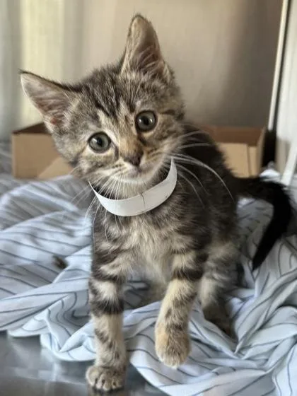 A baby medium-sized female Domestic Short Hair cat named Junie for adoption in West Chester, PA