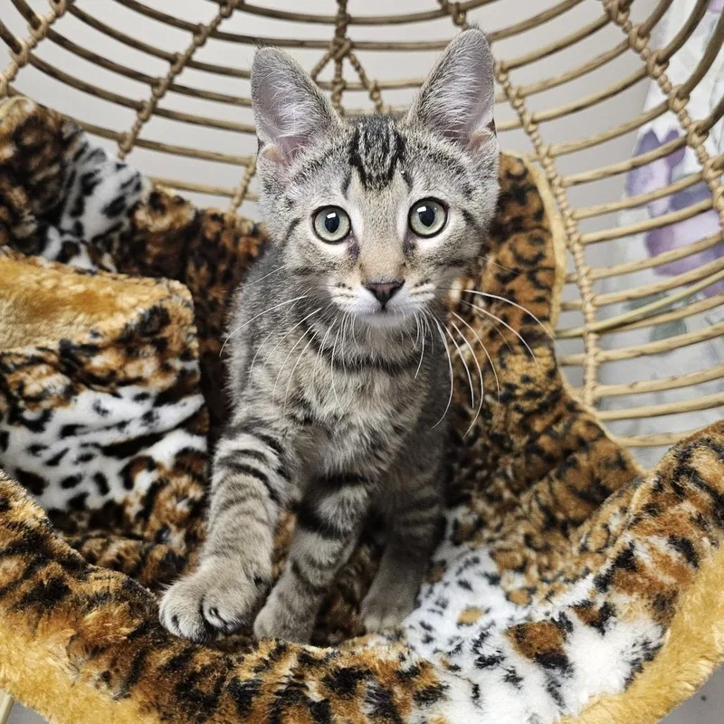 A baby small-sized male Brown / Chocolate Domestic Short Hair cat named Crackle for adoption in Monroe, MI