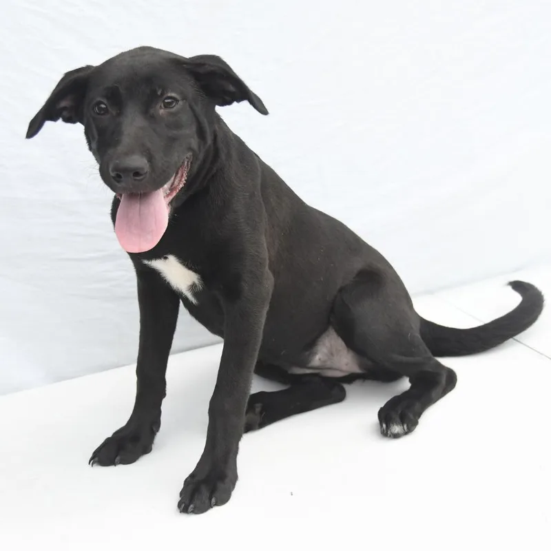 A baby medium-sized female Black Shepherd dog named Julie for adoption in South Elgin, IL