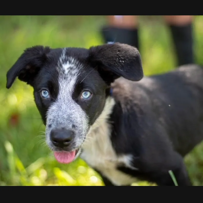 Indigo
