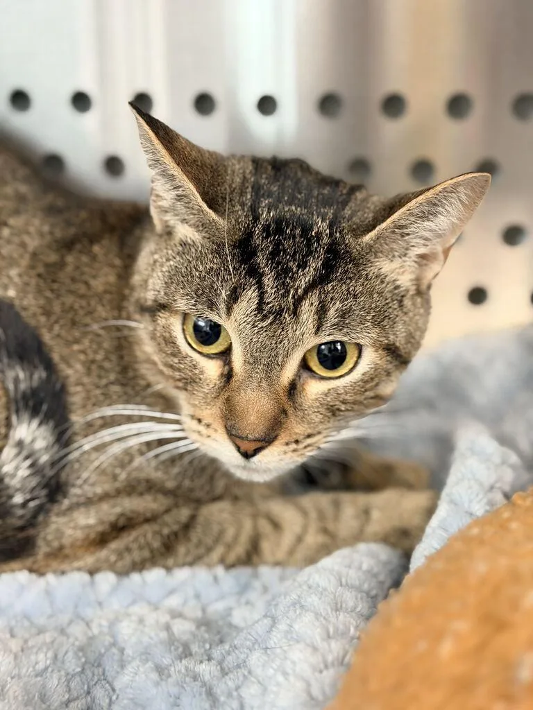 An adult medium-sized female Domestic Short Hair cat named Candy for adoption in Jackson, MI