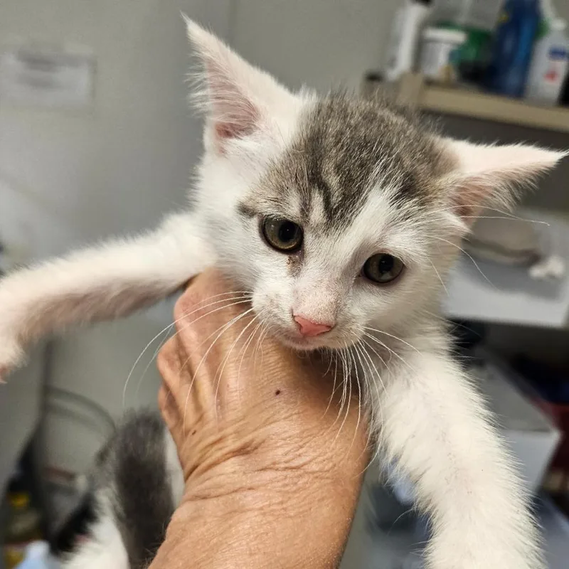 A baby small-sized female White Domestic Medium Hair cat named Sublime for adoption in Hattiesburg, MS