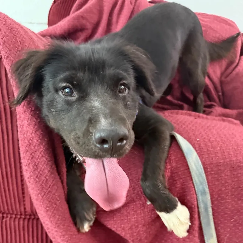 An adult medium-sized female Black Labrador Retriever dog named Dolly for adoption in Falls Church, VA