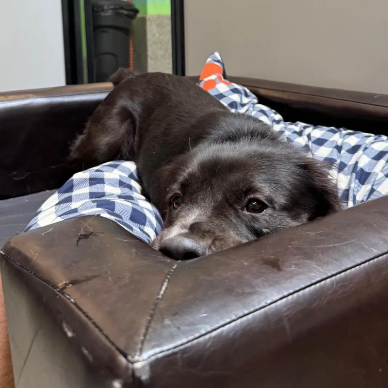 Dolly thumbnail 4