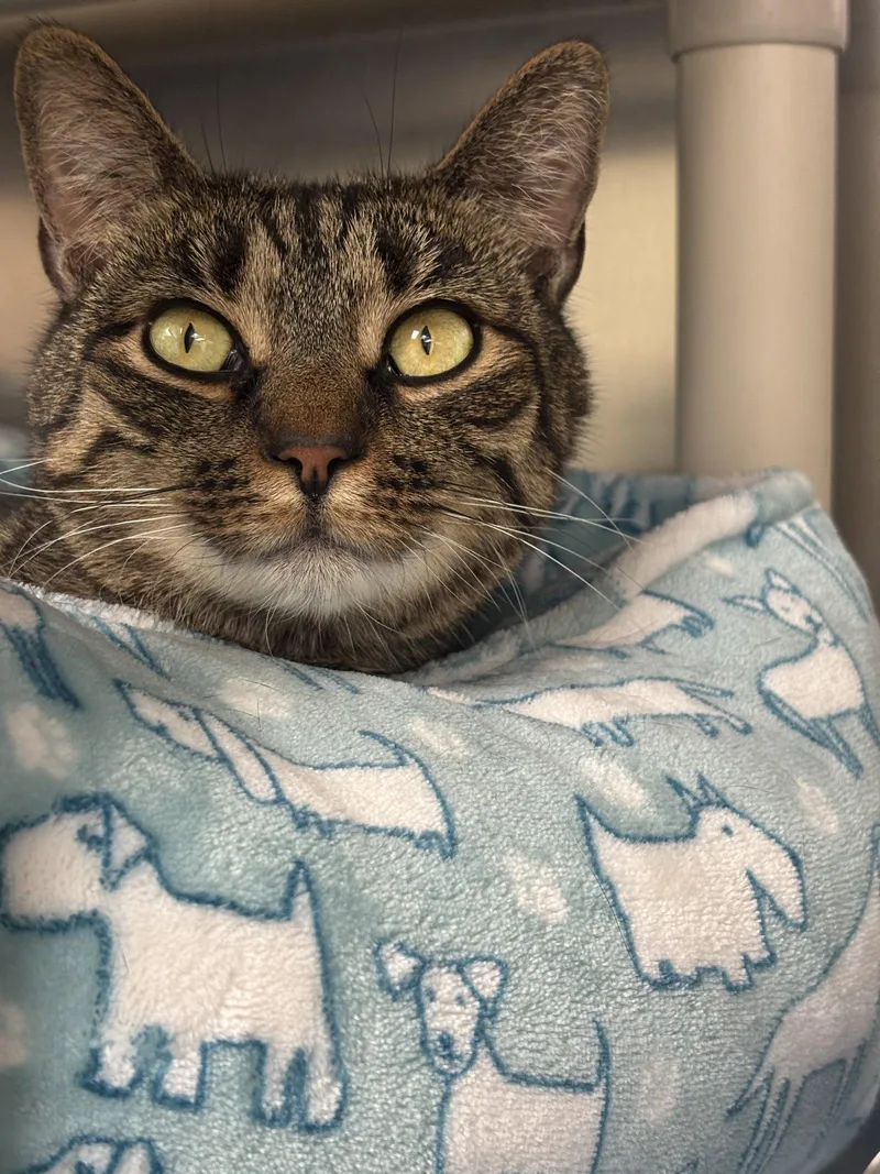 An adult medium-sized female Domestic Short Hair cat named Brooklyn Bonded Pair for adoption in Brick, NJ