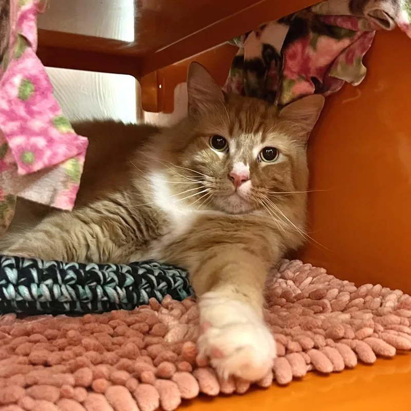 An adult extra large-sized male Orange / Red Domestic Long Hair cat named Mr. Peanutbutter for adoption in Morgan Hill, CA