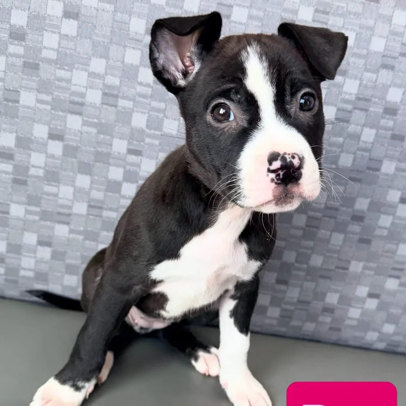 A baby medium-sized female Mixed Breed dog named Roo for adoption in Henderson, NV