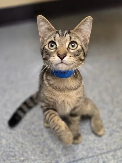 A baby small-sized male Domestic Short Hair cat named Kip for adoption in Westland, MI