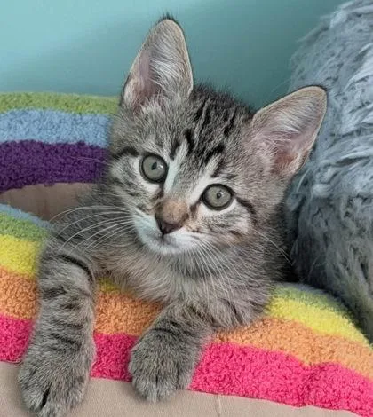 A baby small-sized male Brown / Chocolate Domestic Short Hair cat named Gym for adoption in Kansas City, MO