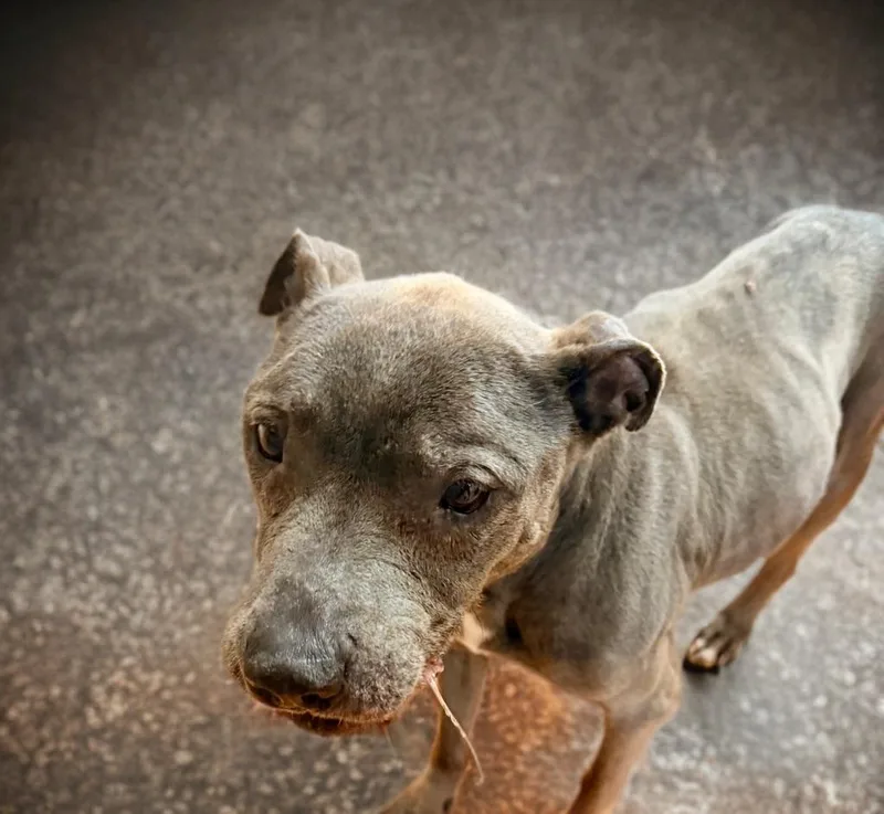 A senior medium-sized female Gray / Blue / Silver Pit Bull Terrier dog named Odessa for adoption in Petersburg, VA