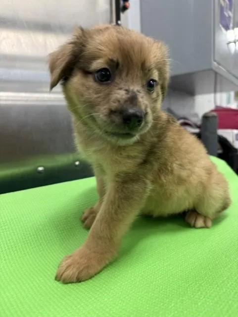 A baby small-sized female German Shepherd Dog dog named Kisha for adoption in Houston, TX