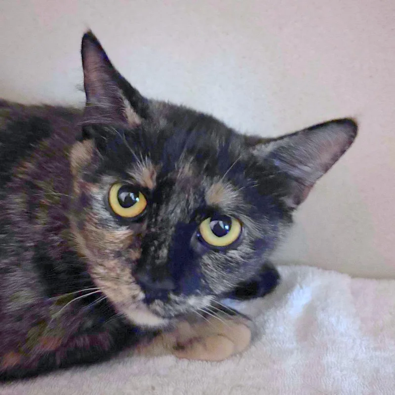 A young medium-sized female Tortoiseshell Domestic Short Hair cat named Yara for adoption in Providence, RI