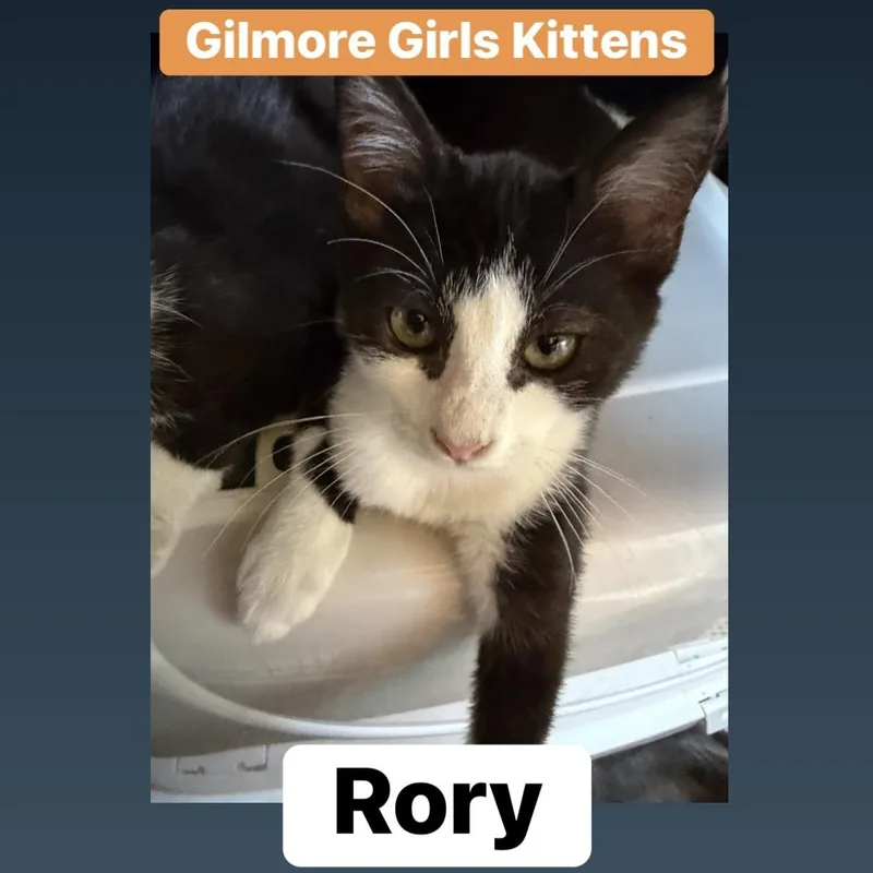 A baby medium-sized female Domestic Medium Hair cat named Rory L. for adoption in Lemoyne, PA