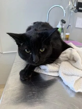 An adult large-sized male Domestic Short Hair cat named Black Panther for adoption in Lafayette, IN
