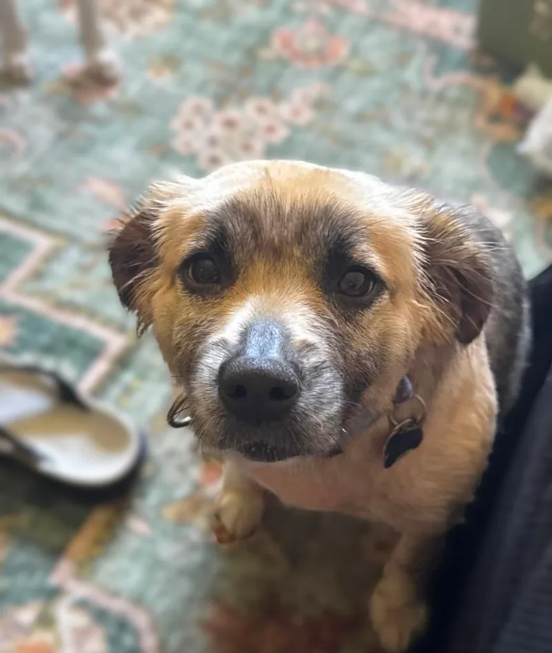 An adult medium-sized female Mixed Breed dog named Misha for adoption in Palm City, FL