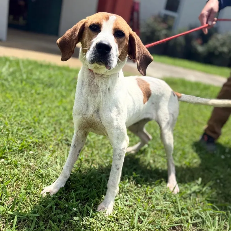 An adult medium-sized female White / Cream Beagle dog named Poptart for adoption in Corinth, MS