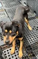 An adult large-sized male Mixed Breed dog named Fred for adoption in West Chester, PA
