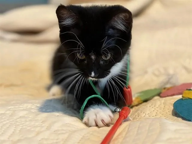 A baby small-sized female Domestic Short Hair cat named Tux for adoption in Palo Alto, CA