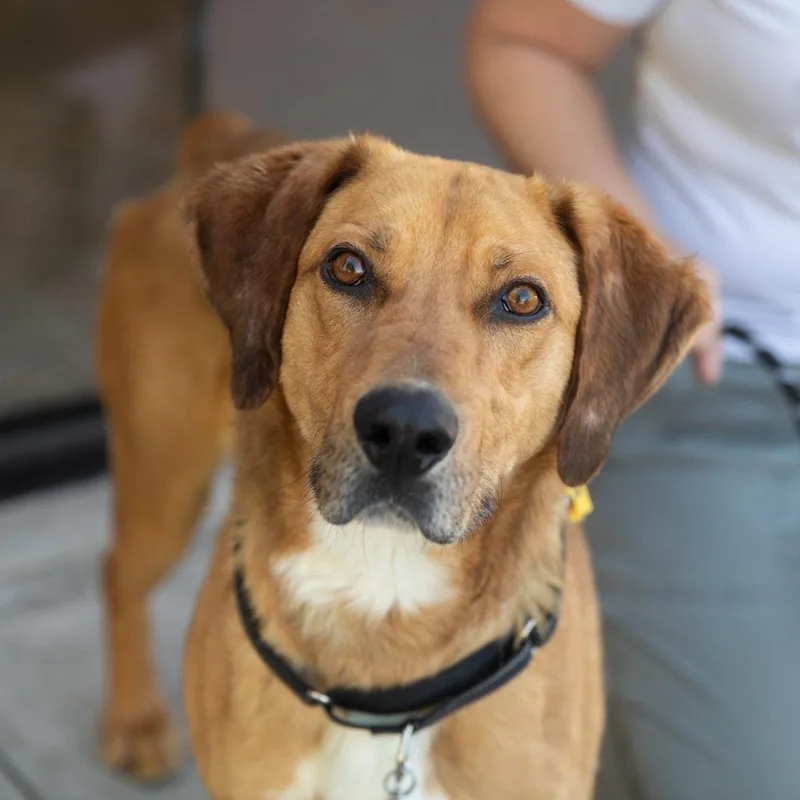 A young medium-sized male Brown / Chocolate Mixed Breed dog named Elote for adoption in Salt Lake City, UT