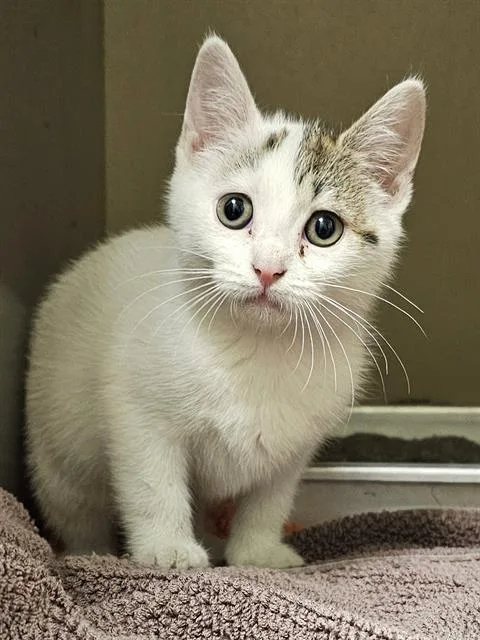 A baby medium-sized female White Domestic Short Hair cat named Violet for adoption in Clyde, NC