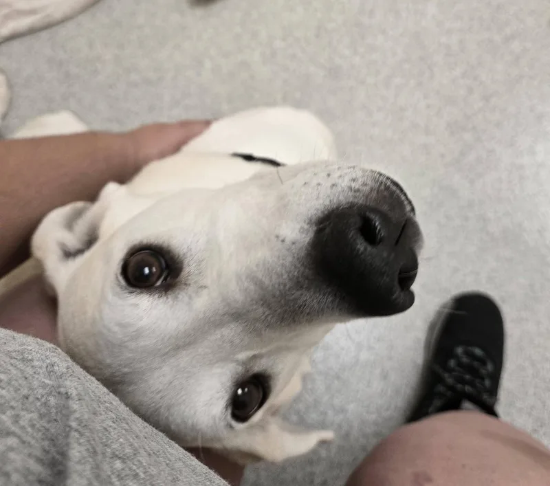 A senior medium-sized female Yellow / Tan / Blond / Fawn Mixed Breed dog named Joey for adoption in Frankfort, KY