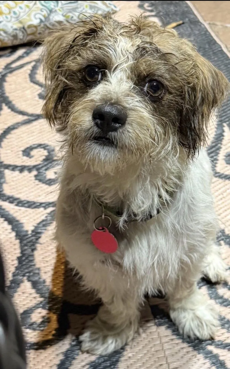 An adult medium-sized male Norfolk Terrier dog named George Lonestar for adoption in Rockaway, NJ