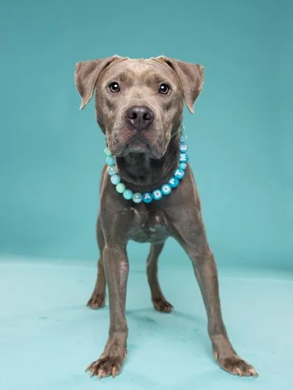 An adult medium-sized male Pit Bull Terrier dog named Smoke for adoption in Atlanta, GA