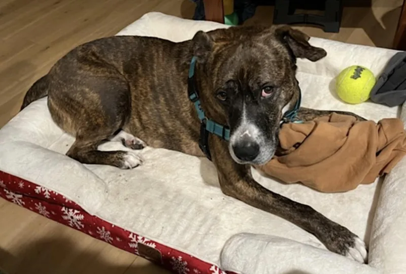An adult large-sized female Brindle Pit Bull Terrier dog named Baby for adoption in Amherst, MA