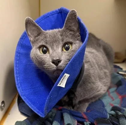 An adult medium-sized female Domestic Short Hair cat named Greta for adoption in Fairfax, VA