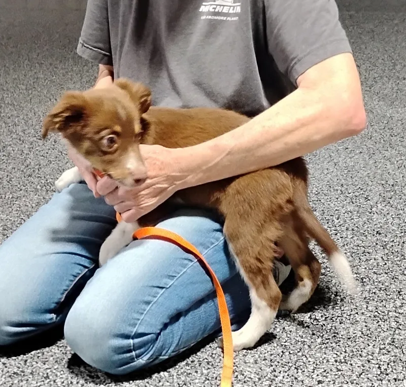 A baby medium-sized male Brown / Chocolate Australian Shepherd dog named Rowdy for adoption in Sulphur, OK