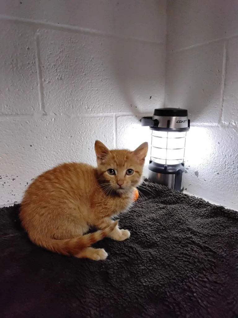 A baby small-sized male Domestic Short Hair cat named Billy Bob for adoption in Ada, OK