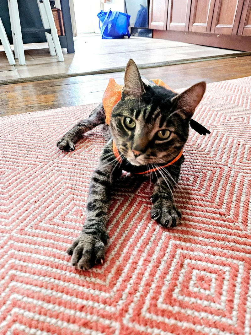 Sir Charles thumbnail 3