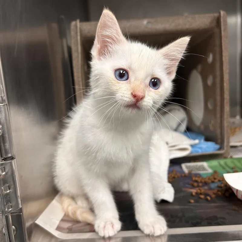 A baby small-sized female Flame Point Domestic Short Hair cat named Foxy for adoption in Abilene, TX